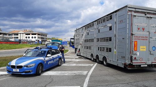 Traffico di animali destinati a macellazione clandestina: notificati dalla Polizia anche a Caltanissetta avvisi di conclusione indagini preliminari