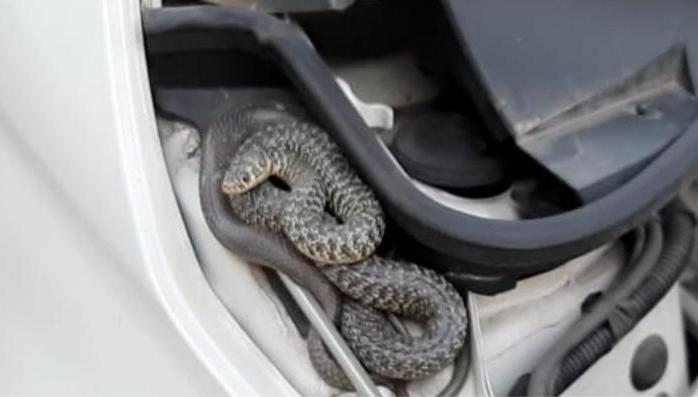 Australia: uomo ucciso dal morso di un serpente in un asilo nido