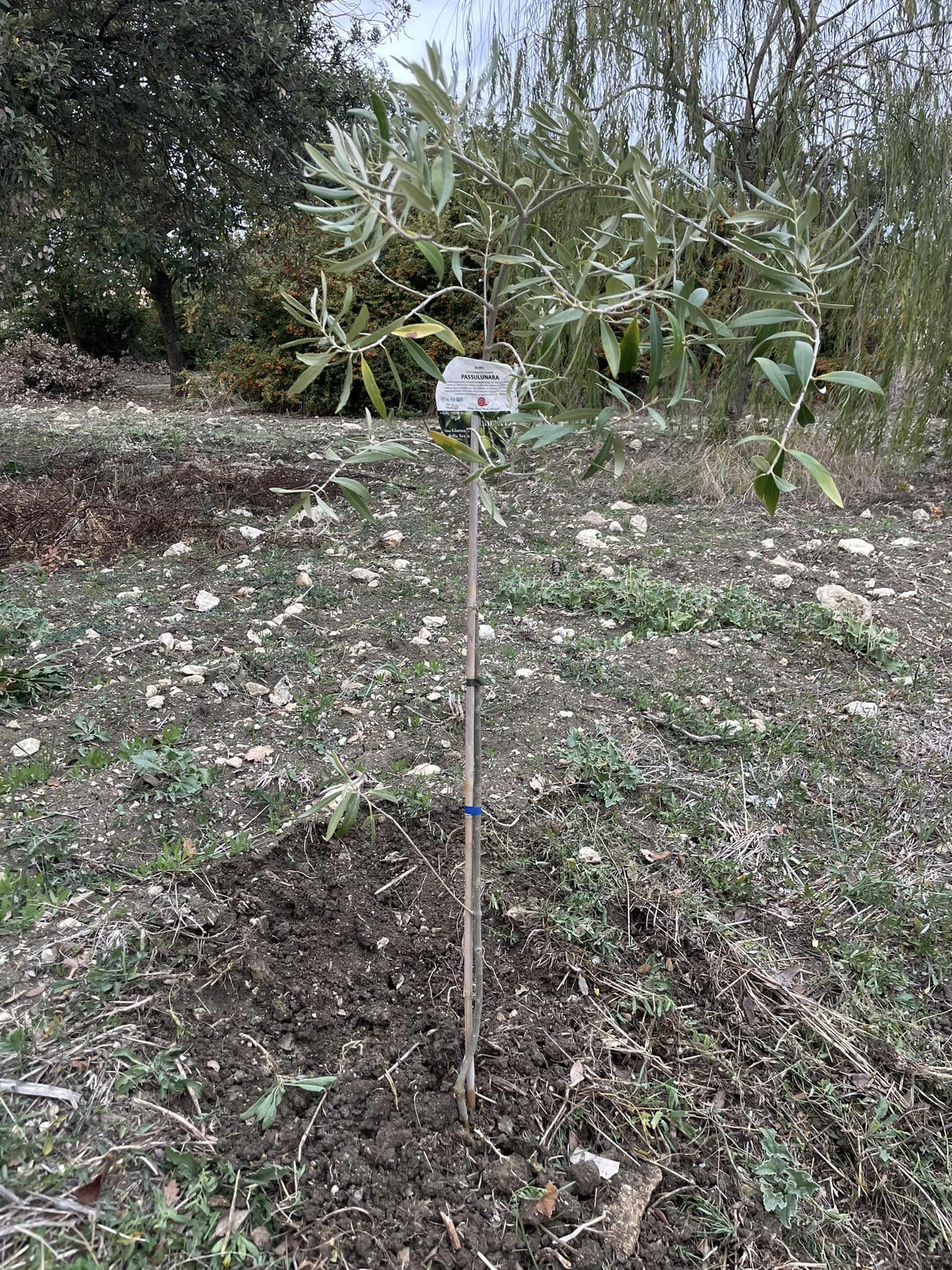 Mussomeli, nella giornata dell’albero piantumati alberelli d’ulivo e alcuni donati alla “Trasfigurazione” “Distaccamento VV.FF. e “Cappella Madonna delle Vigne”