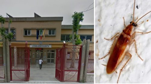 Caltanissetta, alla Lombardo Radice aule con blatte e muffa. I genitori: “Così i nostri figli si ammalano”