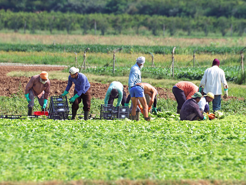 Contrasto al caporalato e all’abuso del lavoro sommerso, controlli in provincia di Palermo: multe per quasi 100.000 euro
