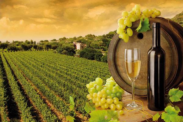 Economia, l’Italia non è più il primo produttore di vino al mondo