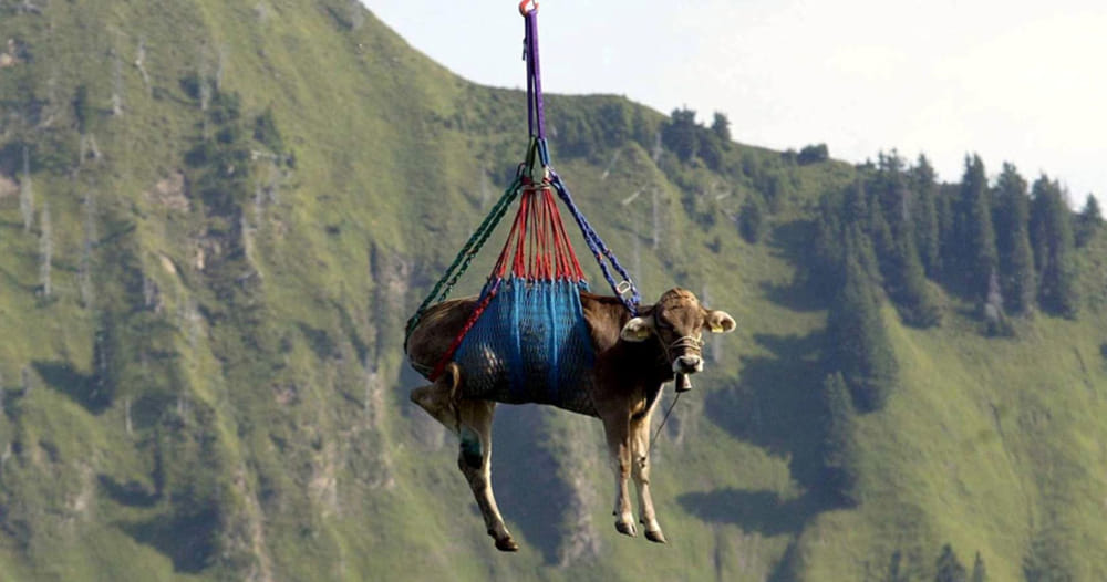 Mucca precipita in fossato, recuperata da elicottero Vvf
