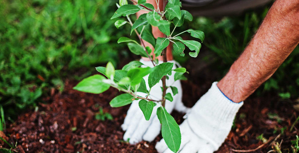 Gela. Il 27 novembre c’è “Il Giardino della Nuova Vita” con la piantumazione di alberi per aderire alla loro Festa nazionale