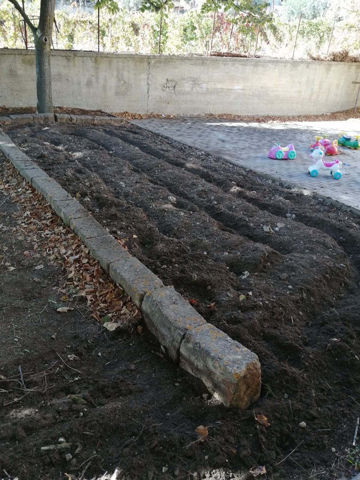 Santa Caterina. A Scuola si lavora ai terreni per l’allestimento degli orti e per la piantumazione di ulivi ricevuti dalla Regione