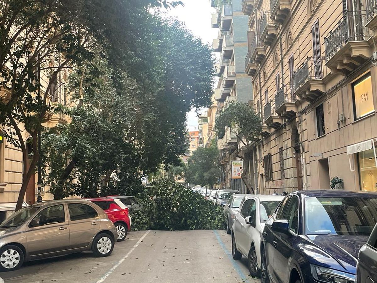 Palermo, alberi caduti per il forte vento in centro città/ VIDEO