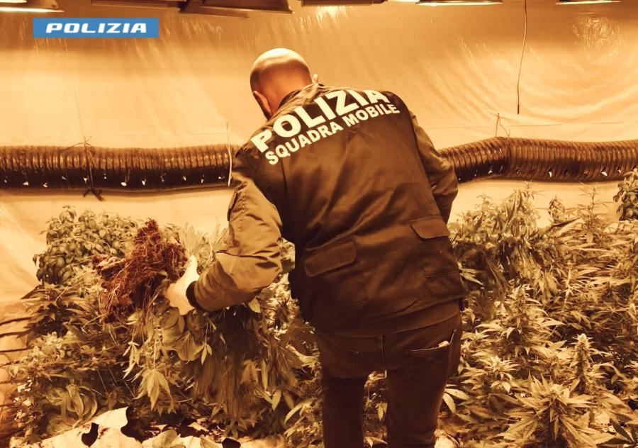 Niscemi. La Polizia di Stato sequestra 140 kg. di marijuana: 1100 piante coltivate in serra indoor in uno stabile del centro. Arrestato insospettabile 76enne