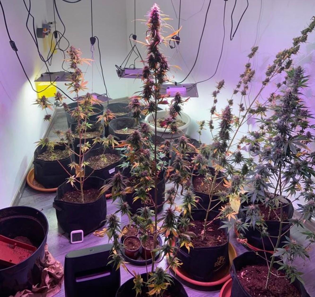 Spaccio di Stupefacenti. La Polizia arresta la madre e denuncia la figlia