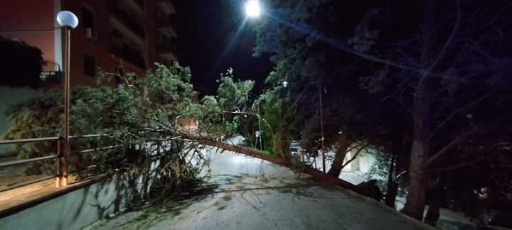 Maltempo e alberi pericolanti. Coldiretti lancia l’allarme: “50mila piante a rischio caduta”