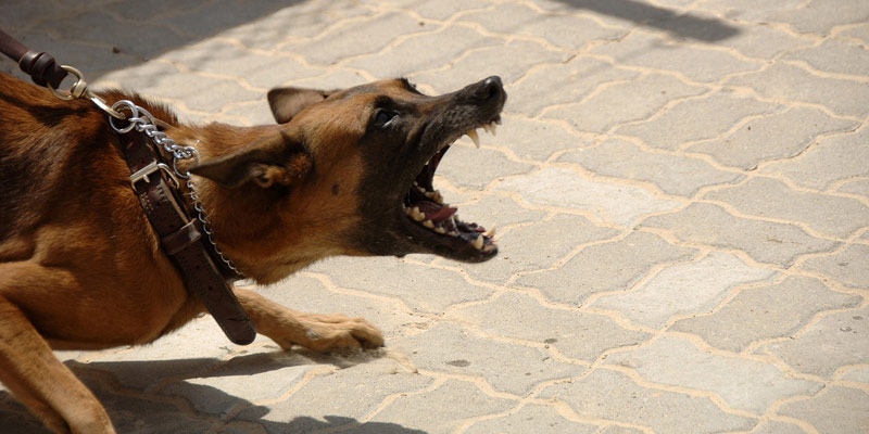 Sicilia. Fa sbranare  gatti dal suo cane, animalisti mettono taglia di 3000 euro