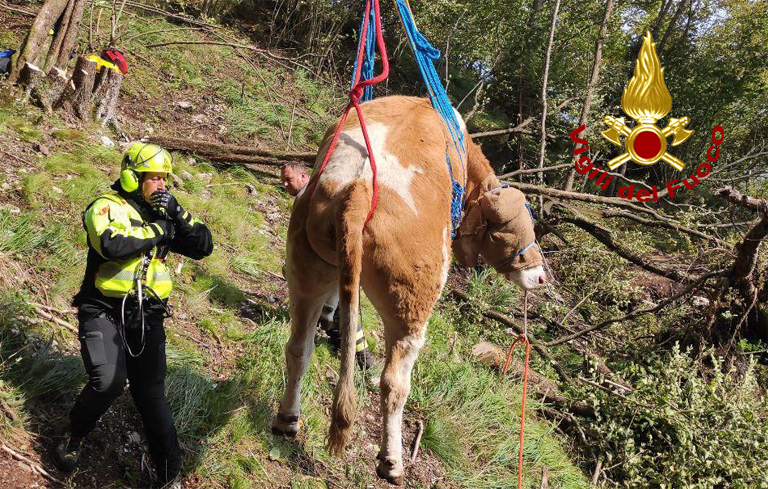 Mucca precipita in un dirupo: recuperata dai Vigili del Fuoco