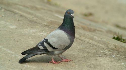 Arrestato tassista a Tokio per aver investito deliberatamente un piccione alla guida della sua auto