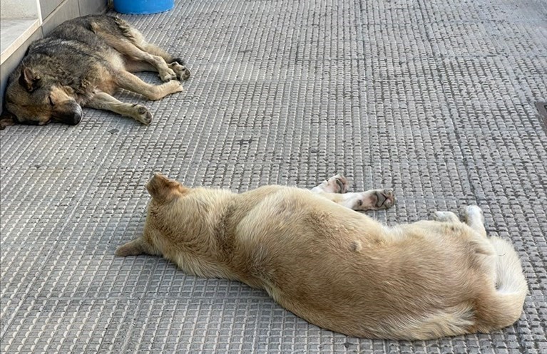 Gruppo consiliare “Delia è partecipazione” presenta interrogazione su avvelenamento di cani nel Comune