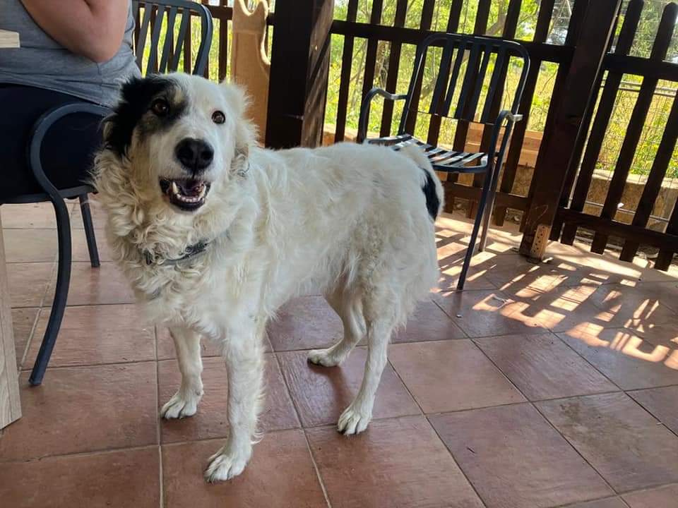 Caltanissetta. Appello per ritrovare cane scomparso