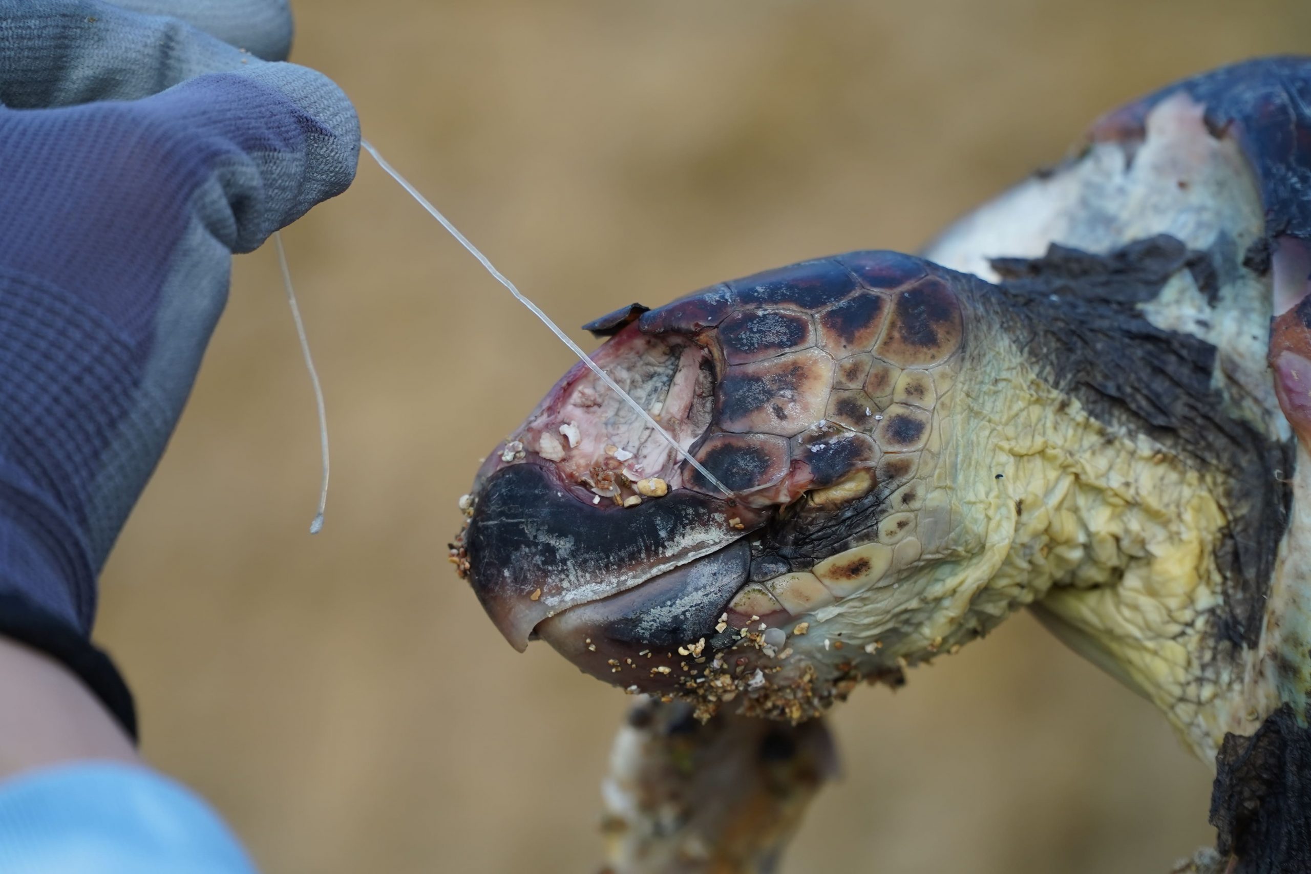 SOS tartarughe: l’ambientalista Sebastian Colnaghi  sottolinea urgenza di ridurre l’uso della plastica