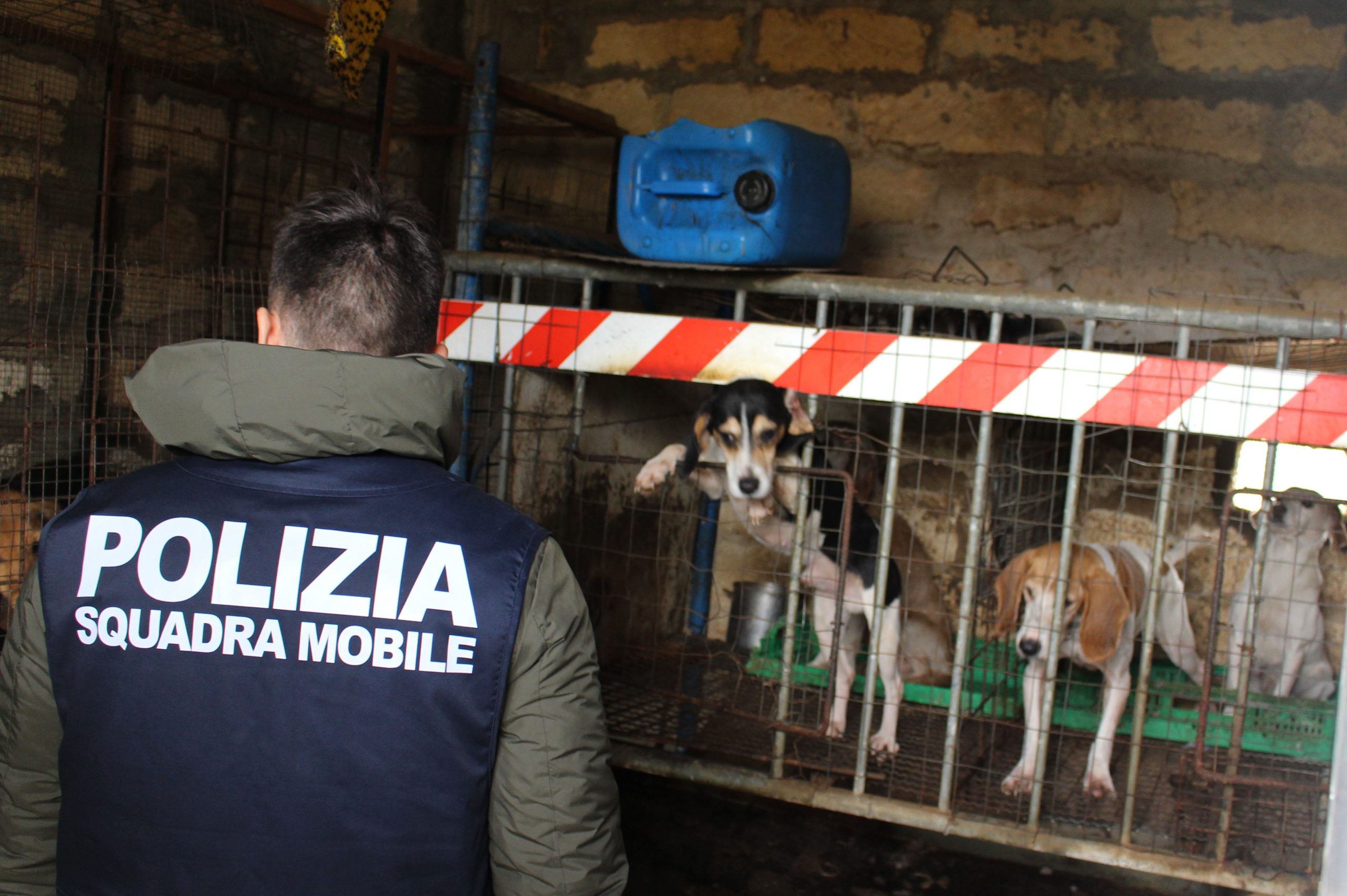 Maltrattamento di animali. Nel Nisseno tratti in salvo dalla Polizia 12 cani: denunciato un uomo