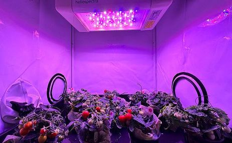 Spazio, da Enea un micro pomodoro per i viaggi su Luna e Marte: progetti HORTSPACE e BIOxTREME finanziati da Asi Roma