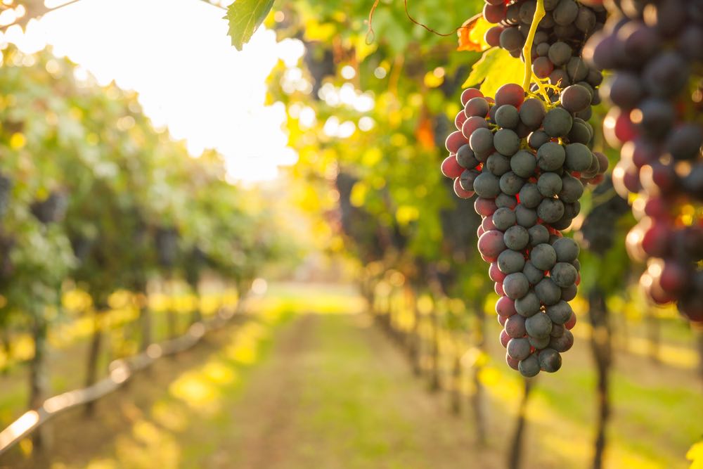 In Sicilia crescono i “vignaioli garagisti” del terzo millennio. Cronache di gusto racconta la storia di cinque imprenditori