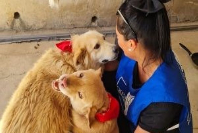 Oipa Sicilia: “in Procura un pool di donne per i reati contro gli animali”