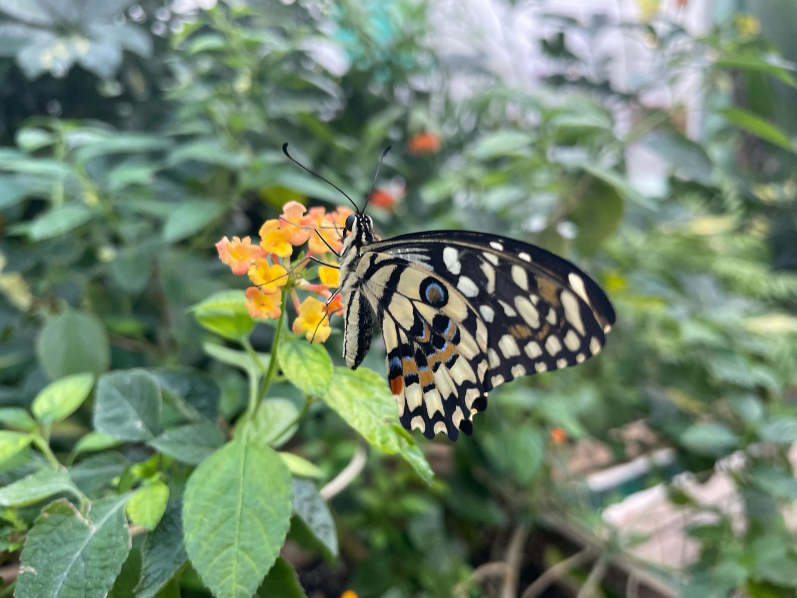 Riapre la Casa delle Farfalle a Palermo: è tornato l’eden nella Villa Filippina