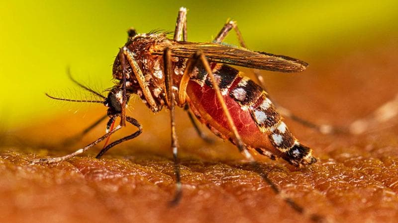 Virus dengue, Scatta l’allerta anche in Italia: a Fiumicino controlli e aerei disinfettati
