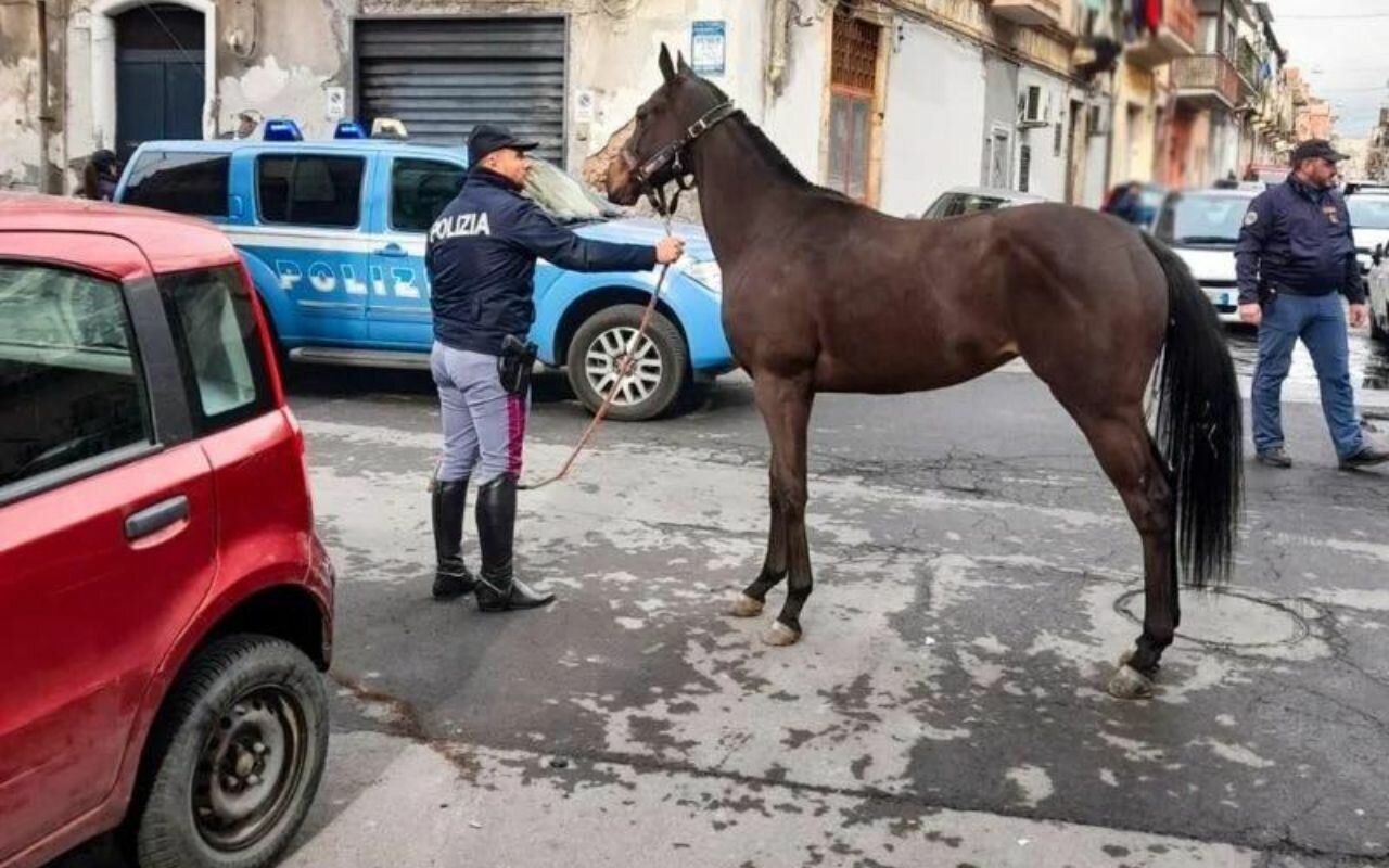 Sequestrati dalla Polizia 5 cavalli e farmaci dopanti: tre i denunciati per maltrattamento di animali