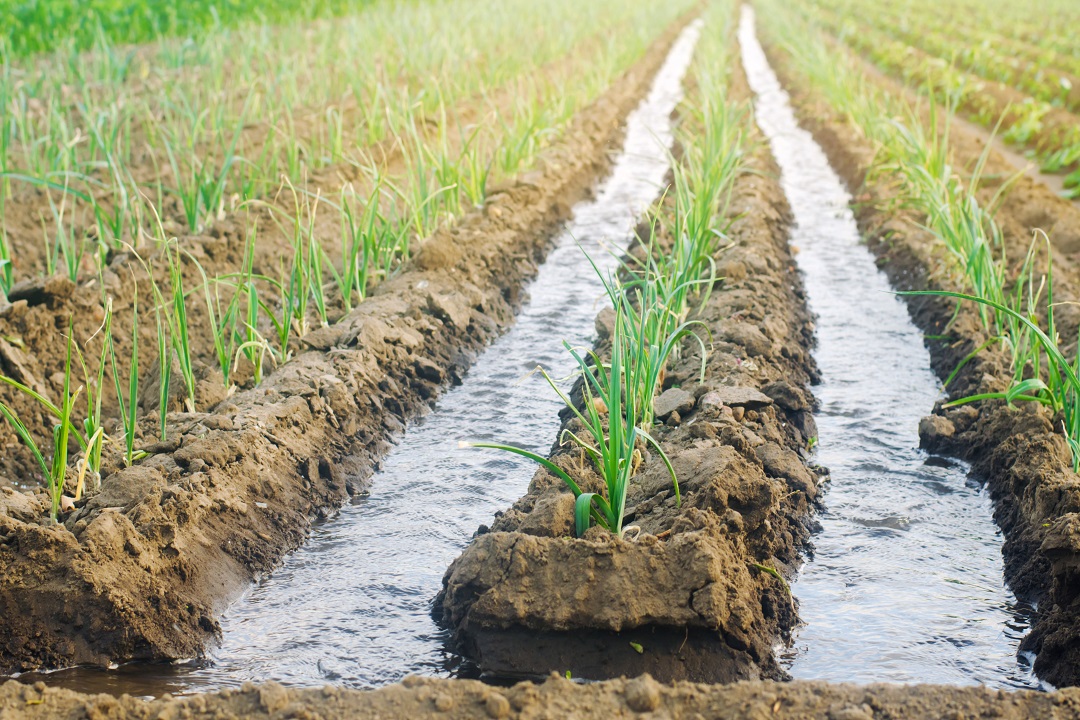 Acque reflue in agricoltura, la Sicilia si adegua all’Ue. Schifani: «Soluzioni concrete per arginare la siccità»