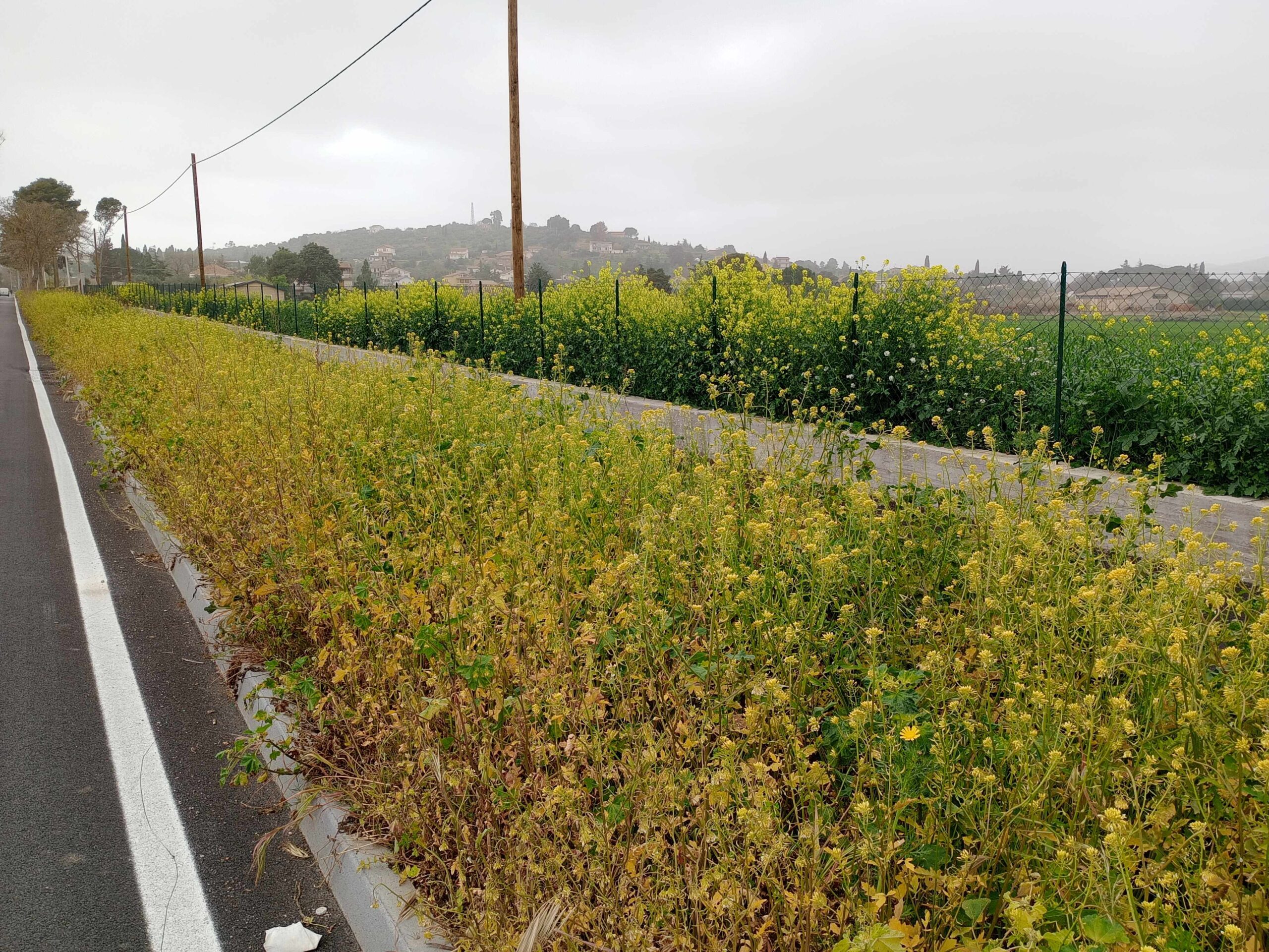Caltanissetta. L’avv. Augello: “Lungo la pista ciclabile di viale Stefano Candura c’è vegetazione ingiallita; urge una verifica”