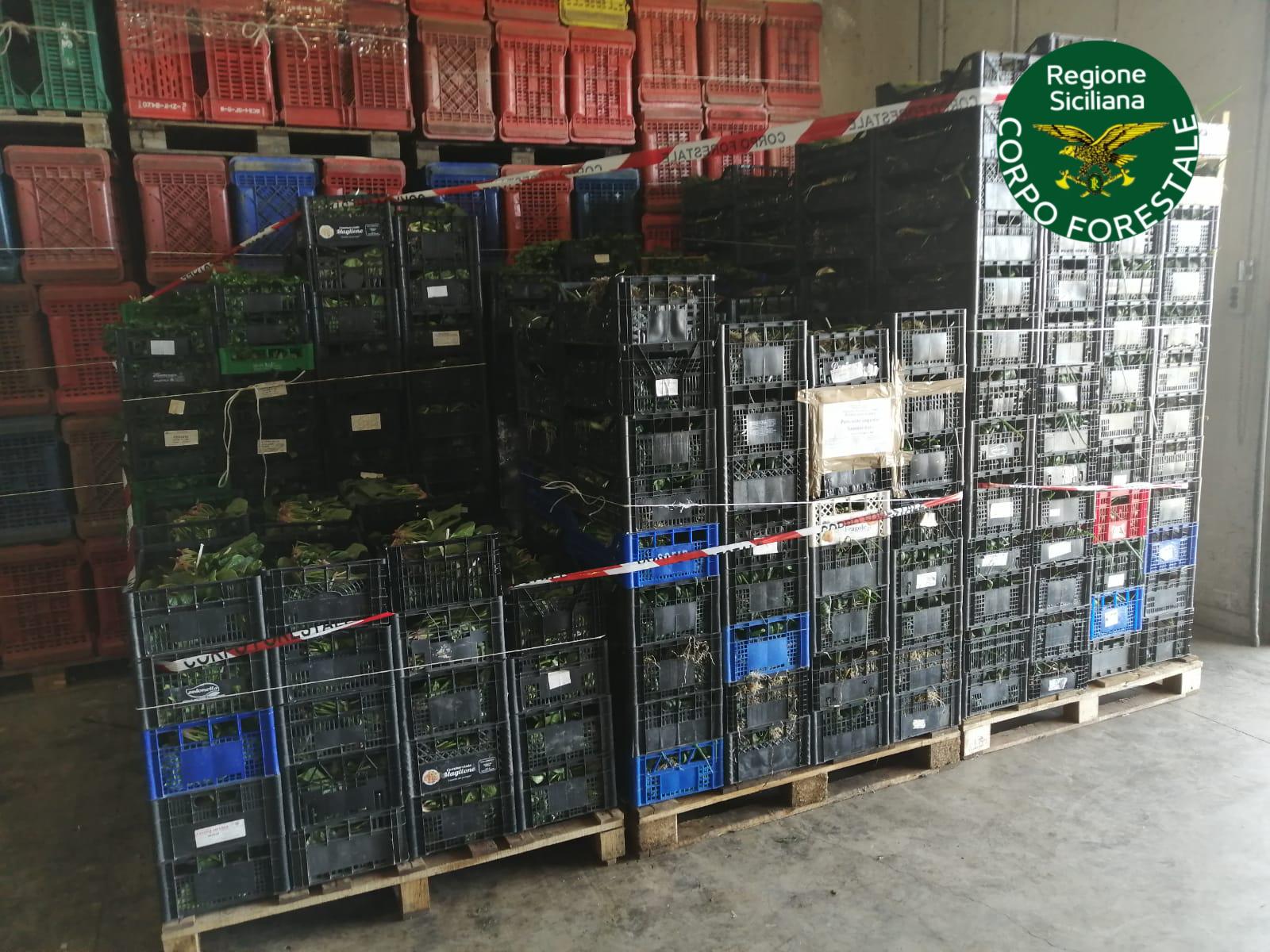 Sicilia, donati in beneficenza 1,5 tonnellate di ortaggi sequestrati dalla Forestale
