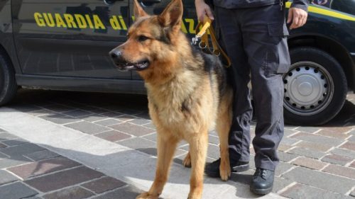 In viaggio con un chilo di cocaina in auto: smascherati dal fiuto di Ghimly