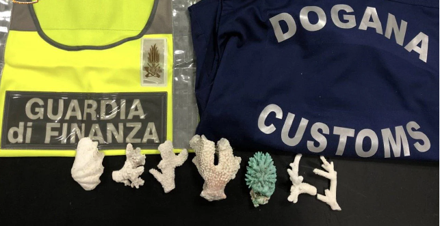 Viaggiava con 40 coralli di specie protetta: finanzieri fermano una donna in aeroporto