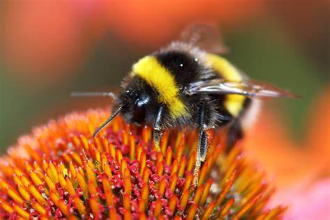 Al parco di Pantelleria si monitorano insetti impollinatori: l’attività avviene di notte