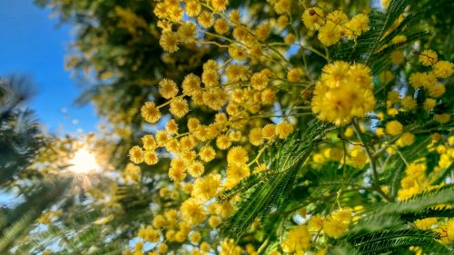 L’Asp di Caltanissetta propone l’8 marzo lo Screening Day per la prevenzione dei tumori