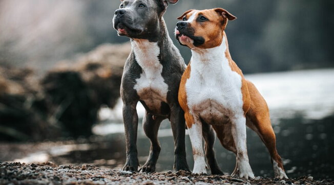 Anziana aggredita tra le mura domestiche dai suoi cinque cani di grossa taglia: amputate le braccia