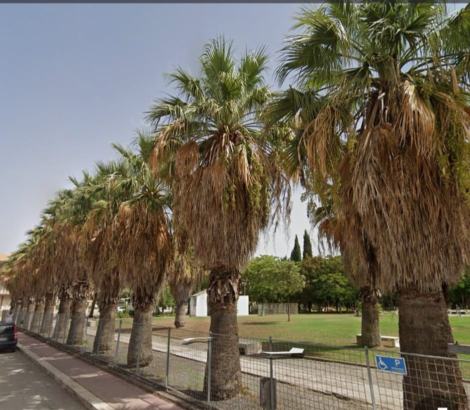 Sommatino. Parco urbano chiuso per consentire la potatura delle palme