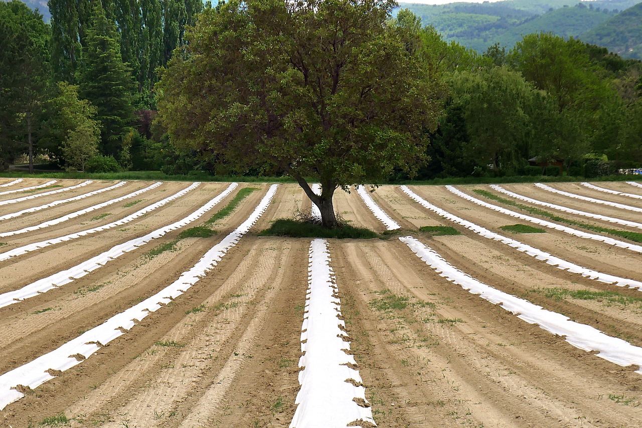 Sostenibilità ambientale, l’approccio agroecologico per la coltivazione di terreni: rivoluzione o sfida?
