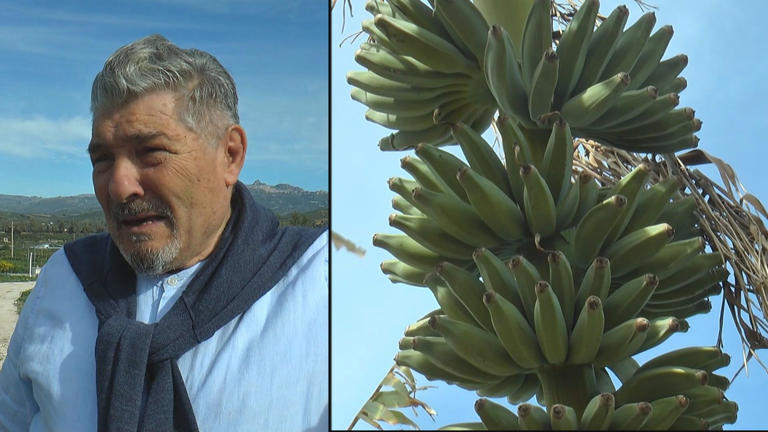 Manager giramondo torna in Sicilia, coltiva frutta tropicale: originario di Sciacca, emigrò nel ’58 negli Stati Uniti