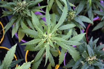Cannabis, l’esperto: “Legalizzarla aumenta del 25% consumo in under 18”
