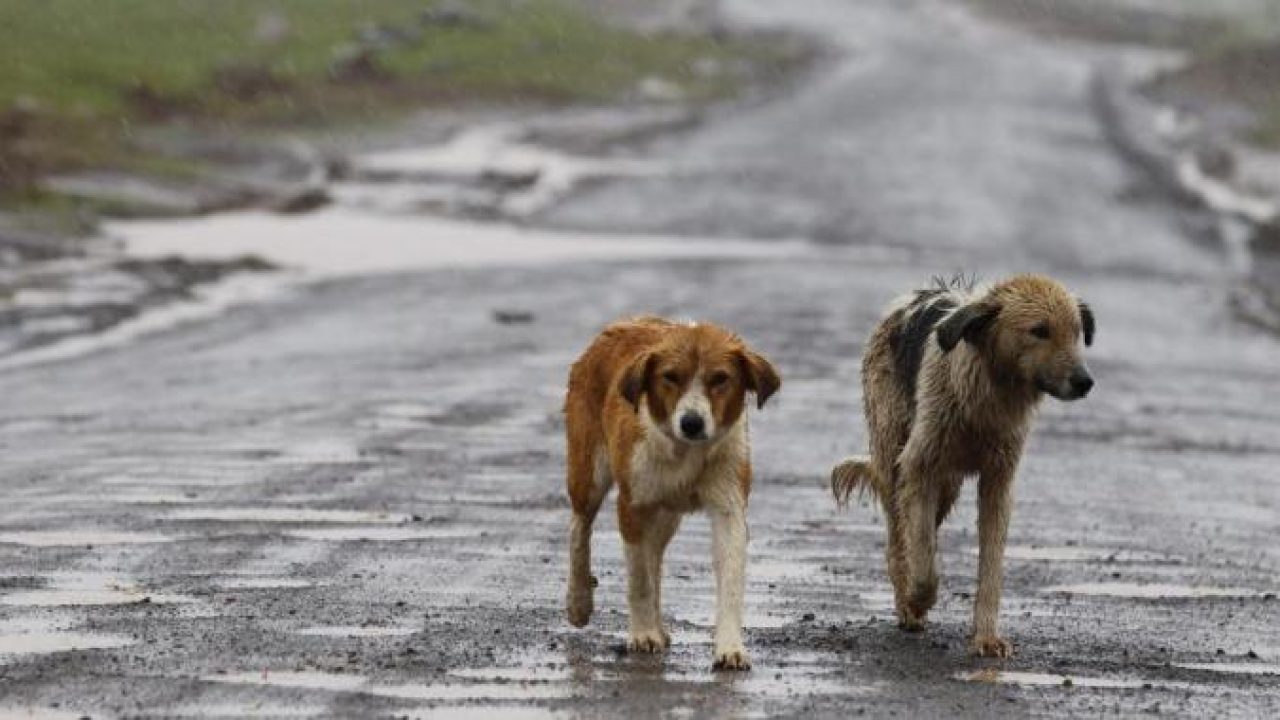 Caltanissetta. I consiglieri D’Oro e Schirmenti: “Comune e Asp rinnovino convenzione per maggiore benessere dei cani randagi”