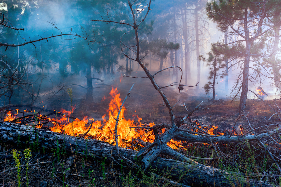 Sicilia. Antincendio: gli operai forestali saranno assegnati esclusivamente al contrasto dei roghi