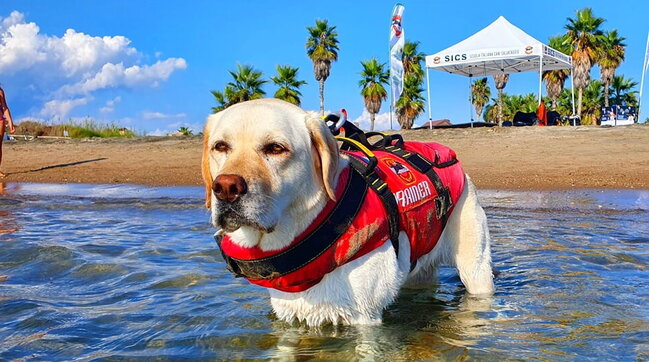 Addio a Mira, il cane-bagnino che salvò 8 bambini sulle spiagge del Lazio