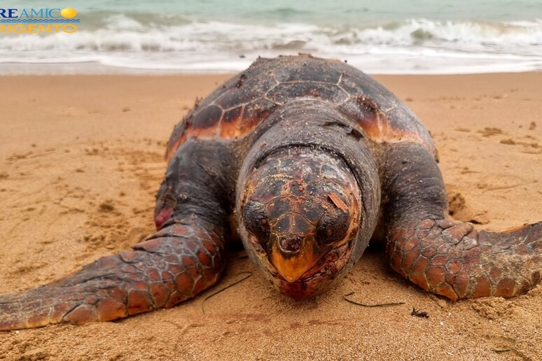 Mareamico: ingerisce plastica, morta Caretta caretta. Trovata senza vita in spiaggia ad Agrigento