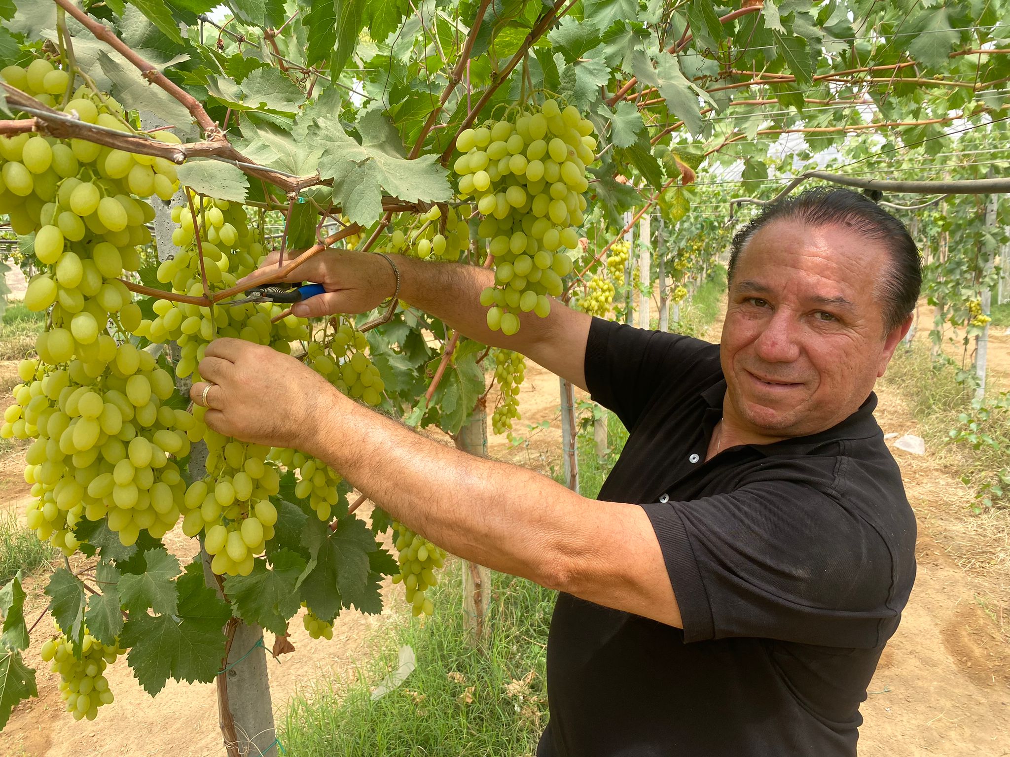 E’ iniziata la campagna dell’Uva da Tavola di Mazzarrone IGP