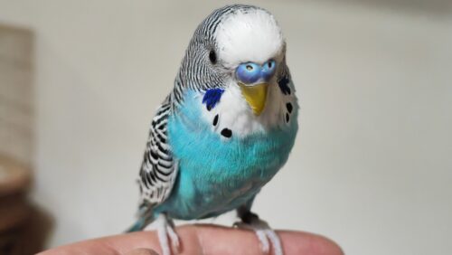 FederEventi Caltanissetta presente nella manifestazione ornitologica Lovebird & Colorado 2024 a Reggio Emilia