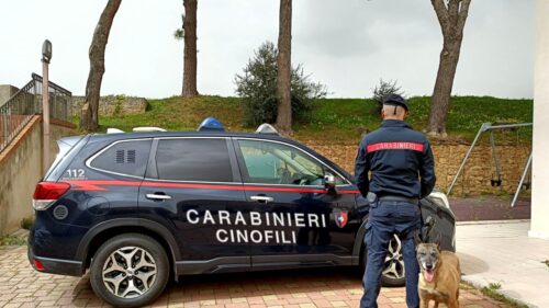 Sicilia, Carabinieri dei Nas sequestrano canile abusivo