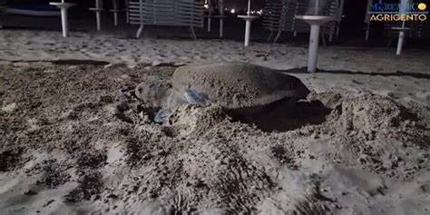Caretta caretta depone uova vicino alla Scala dei Turchi