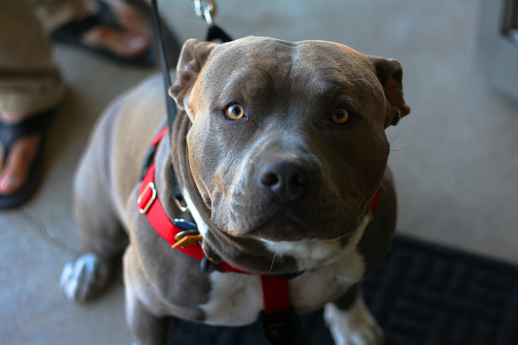 A Salerno dissequestrati i due pitbull che hanno azzannato e ucciso bimbo di 13 mesi: saranno rieducati