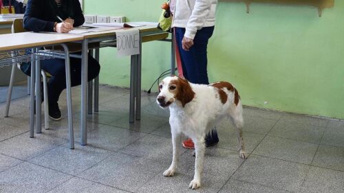 Elezioni europee. Andare a votare con il cane si può? Le risposte dell’Oipa