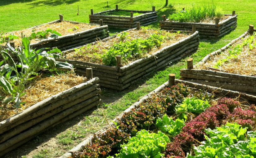 Caltanissetta. Pubblicato bando per l’assegnazione di 12 lotti di terreno per orto urbano. Istanze entro l’8 luglio