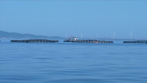 Itticoltura, Italia leader ma servono più impianti